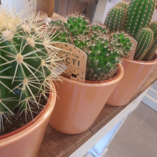 Cactus assortiment