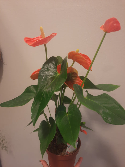 Anthurium Sierra Orange