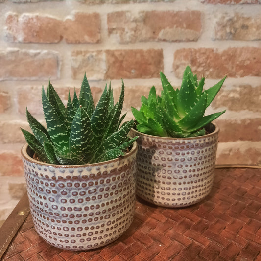 Aloe in pot